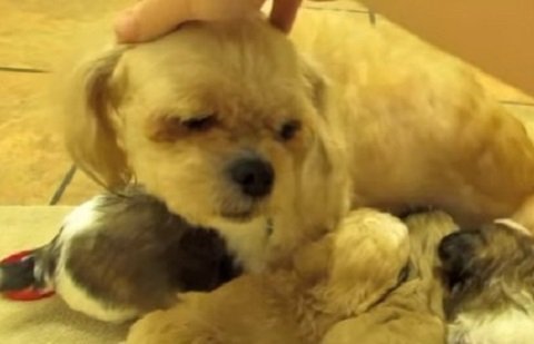 Ανήσυχη μαμά σκυλίτσα ενώνεται ξανά με τα κουταβάκια της και η αντίδραση της είναι ανεκτίμητη